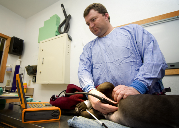 veterinary Ultrasound