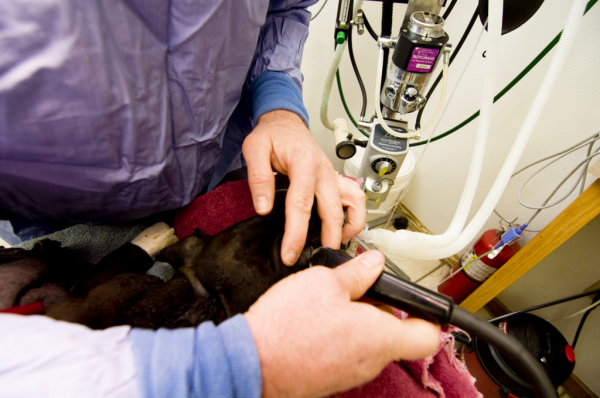 Canine Eye ultrasound