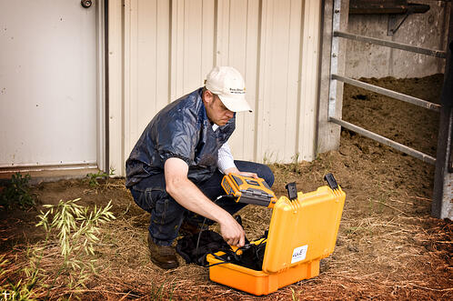 equine ultrasound