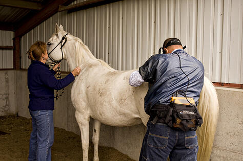 brood mare ultrasound