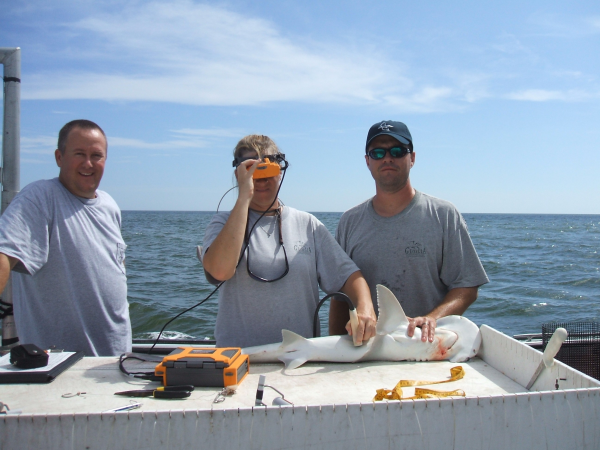 scanning a bonnethead resized 600