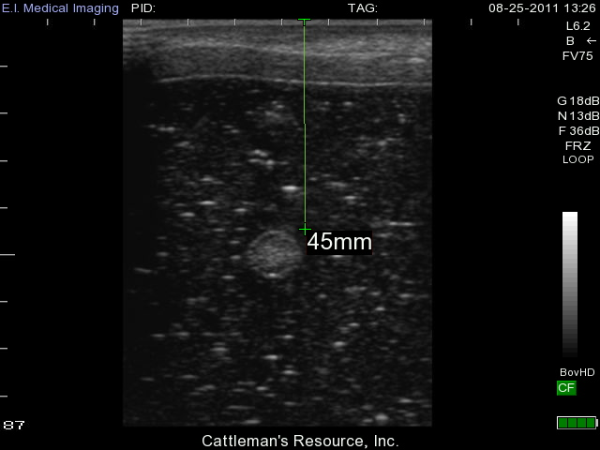Bovine Ultrasound umbilical abcess