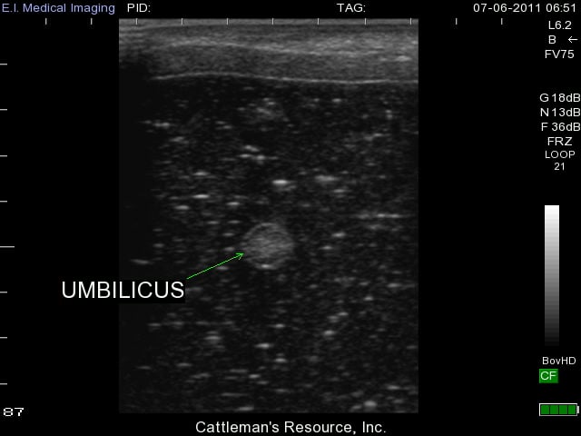 bovine umbilical abscess ultrasound