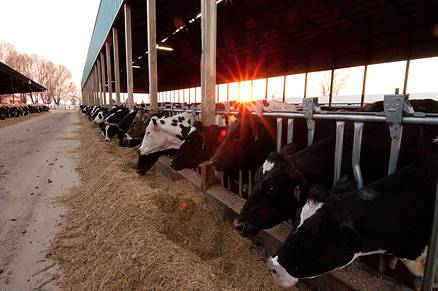 cow ultrasound, bovine ultrasound