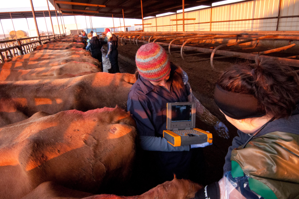 ultrasound cows