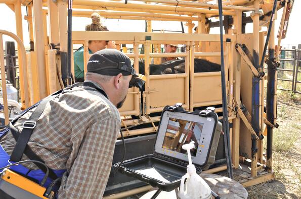 bovine veterinary internship