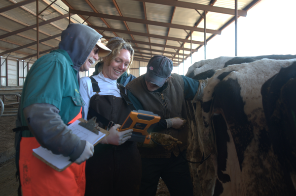 Bovine Ultrasound Training