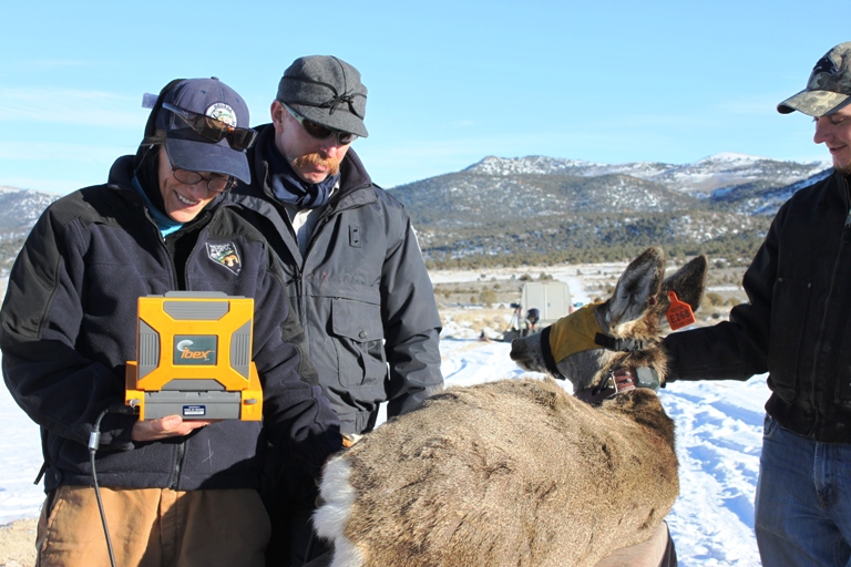 mule deer ultrasound