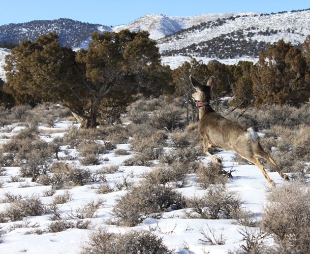 Mule deer doe with collar ruby mtns.jpg