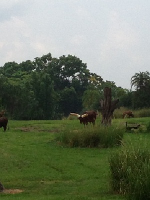 watusi cattle