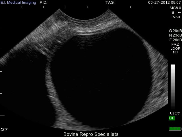 Bovine cyst 1