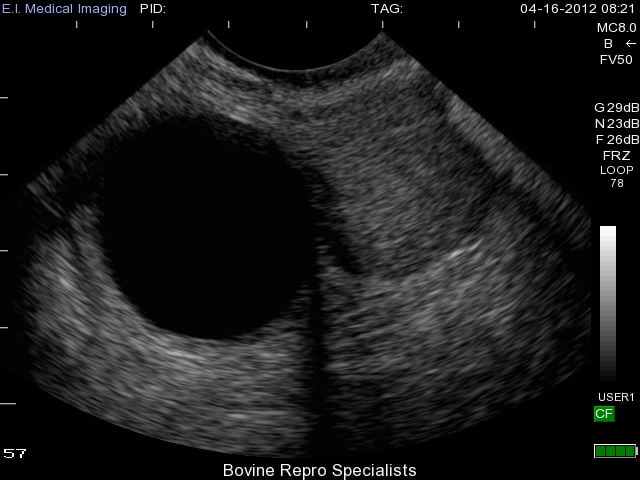 ultrasound bovine ovary luteal cysts