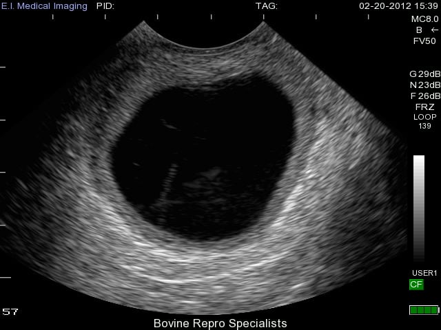 Bovine ultrasound ovary cyst