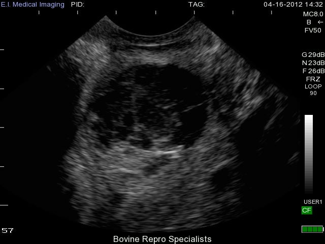 cow ultrasound ovary
