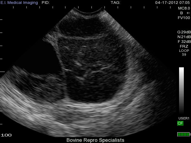 Bovine ultrasound cysts