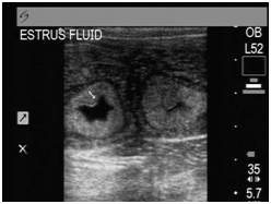 etrusfluid