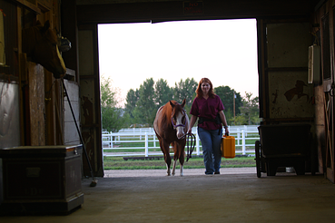 ultrasound mare, equine ultrasound