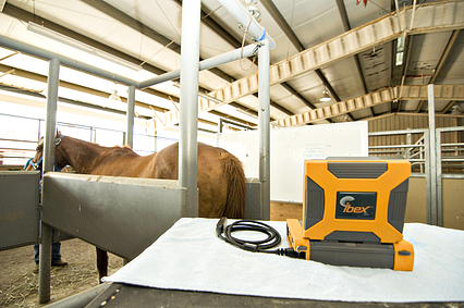 Equine ultrasound, mare pregnancy ultrasound