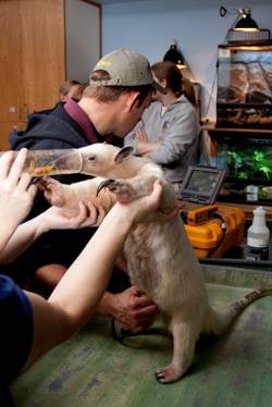 DenverZooTamandua