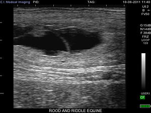 28 day equine ultrasound