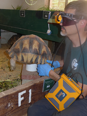 Vetrinarians At Turtle Conservancy