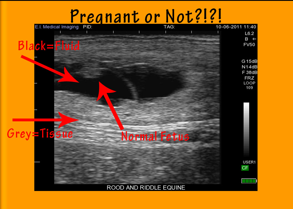 how vets should explain ultrasound images to their equine clients how to read an ultrasound
