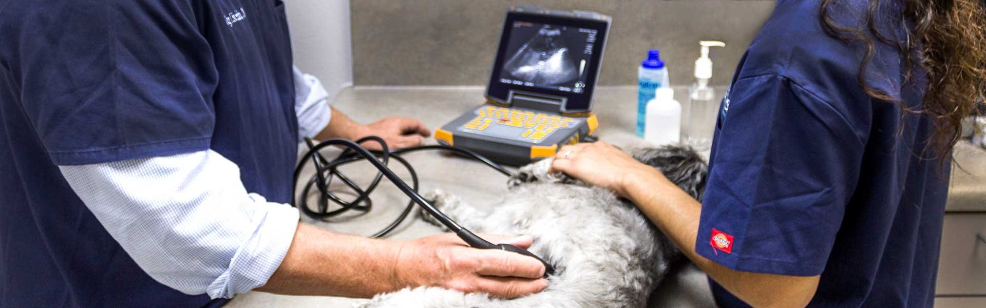 EVO II FASTVet veterinary ultrasound exam