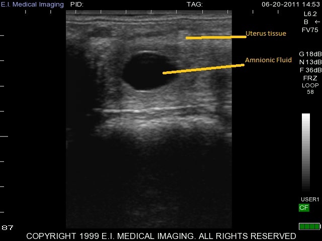 13-day equine pregnancy