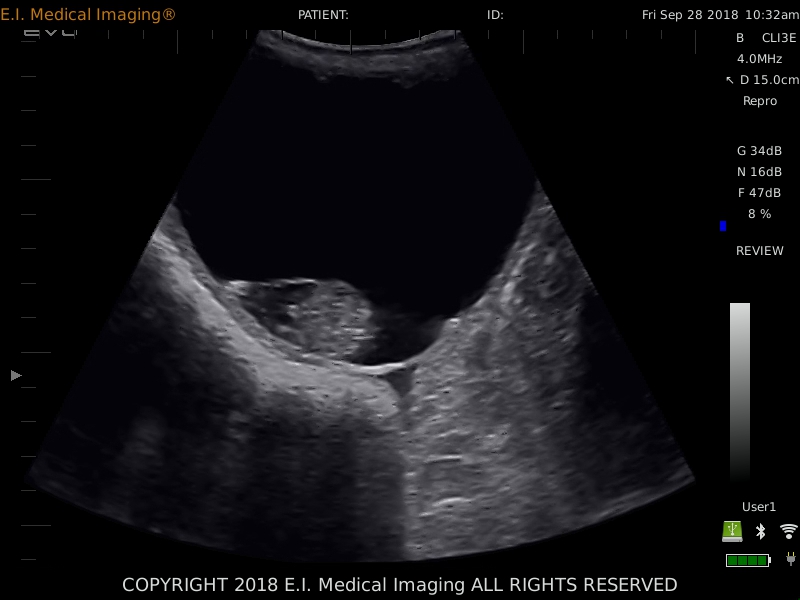 Pregnant dog sonogram