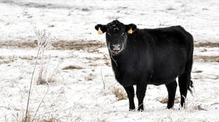 Angus-Cow-Grazing-In-The-Snow