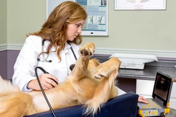 Golden retriever ultrasound exam