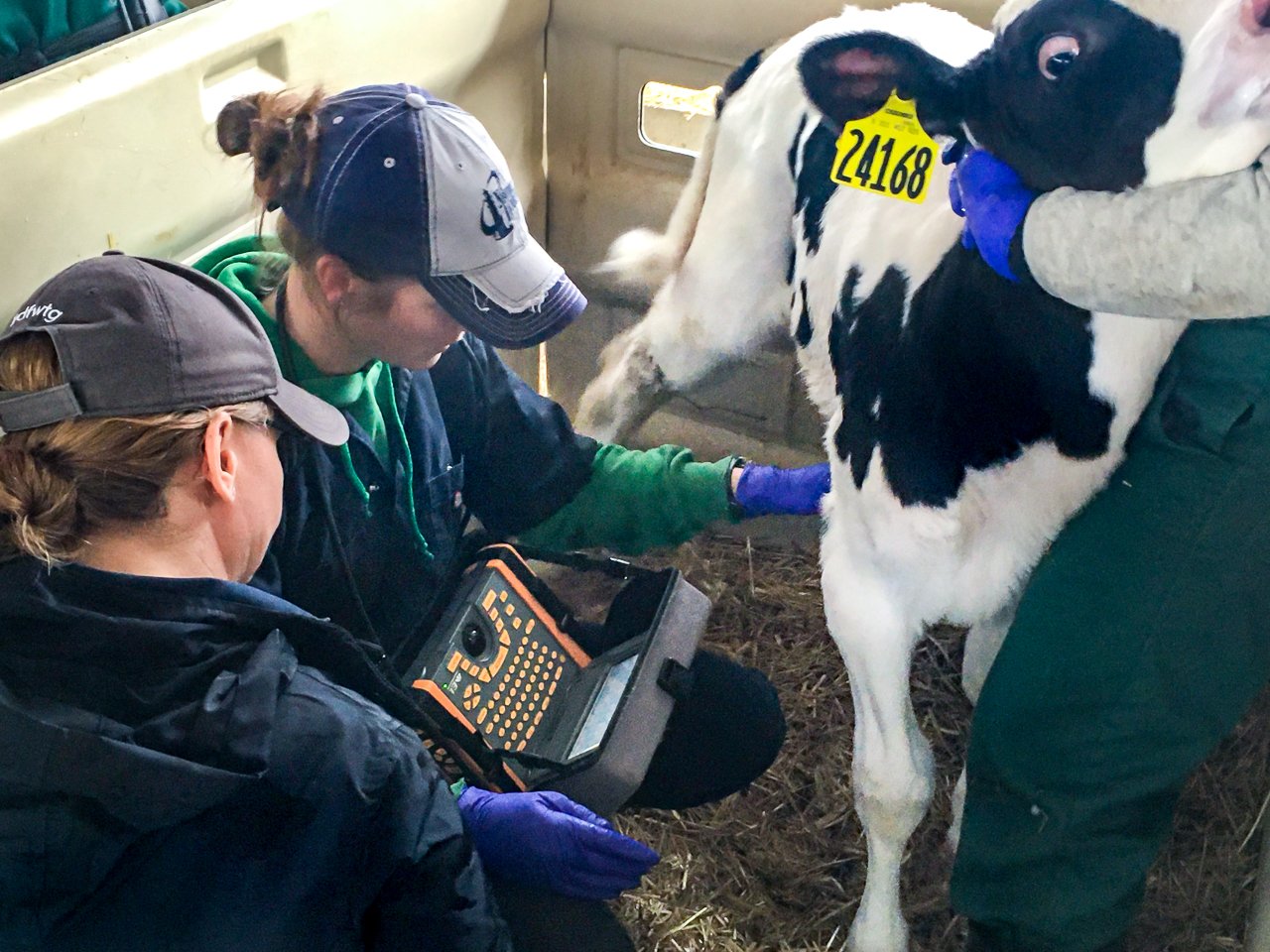 Dr Ollivett holds bovine lung lab using IBEX veterinary ultrasound