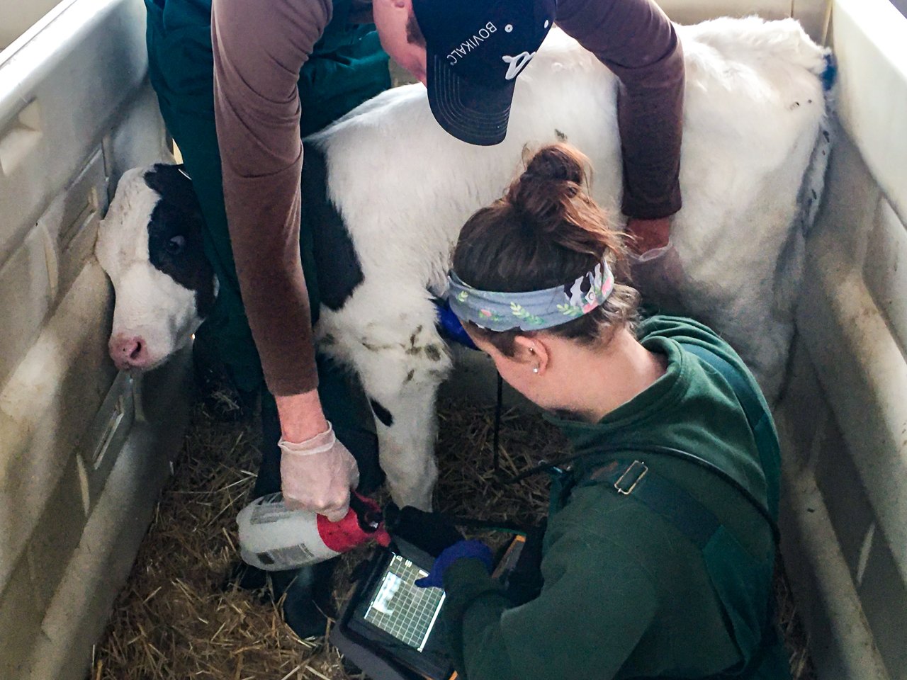 Dr Ollivett holds bovine lung lab using IBEX veterinary ultrasound