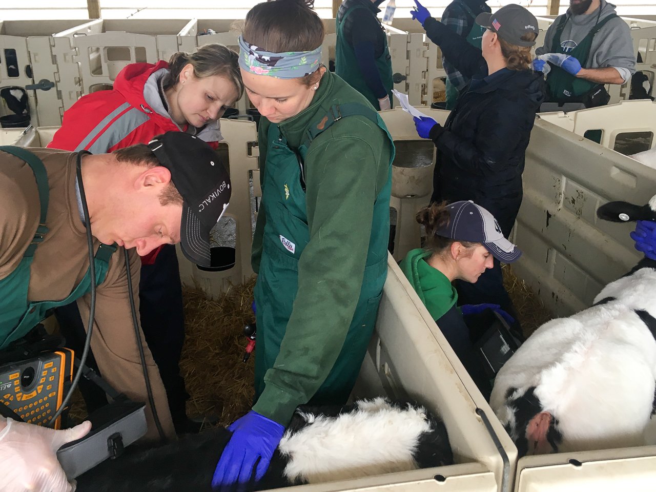 Dr Ollivett holds bovine lung lab using IBEX veterinary ultrasound