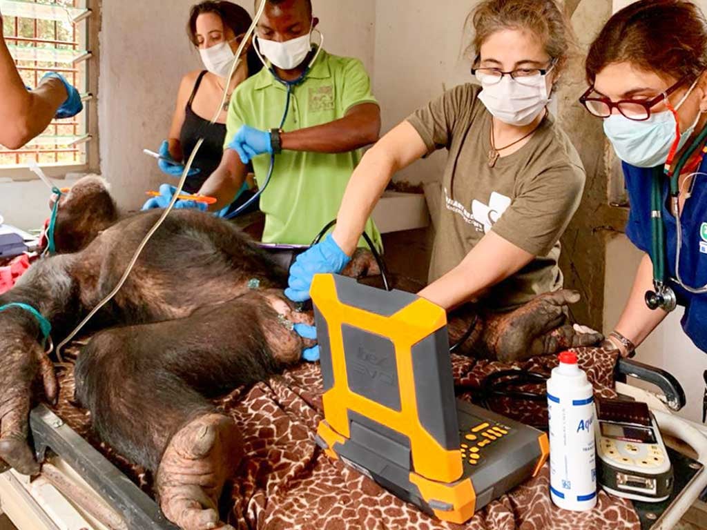 Veterinary Ultrasound | ultrasound on exotic animal species