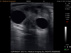 Equine Ovary