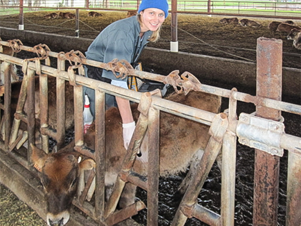 calf lungElizabeth Adams, DMV, scans calves for signs of pneumonia