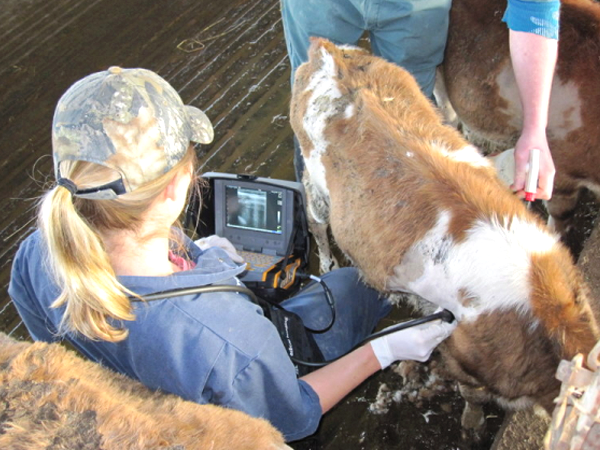 Elizabeth Adams, DMV, scans 3 month old calves