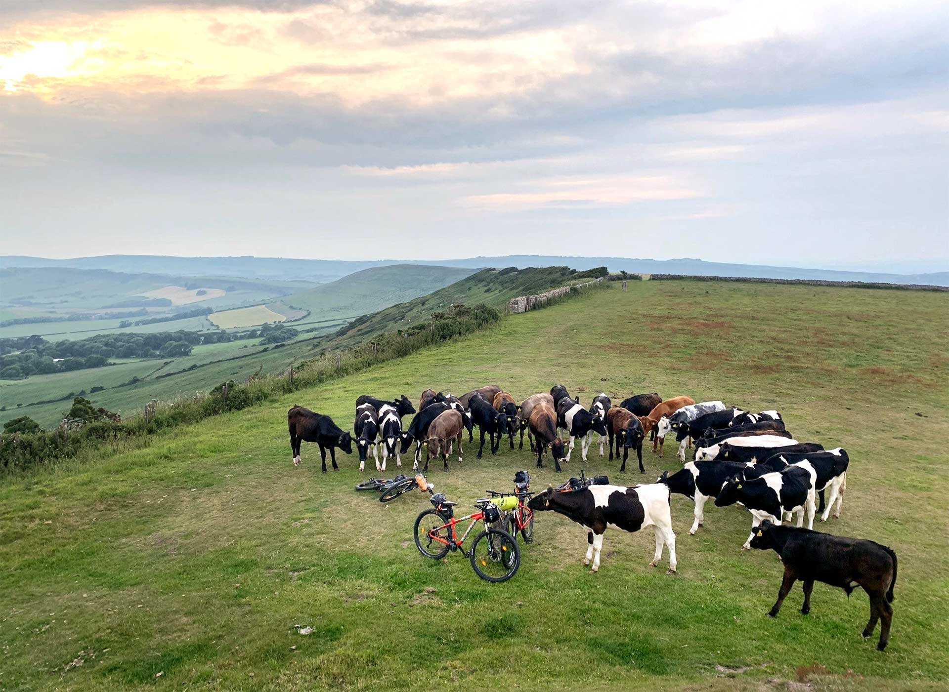 cows-attack-bikes