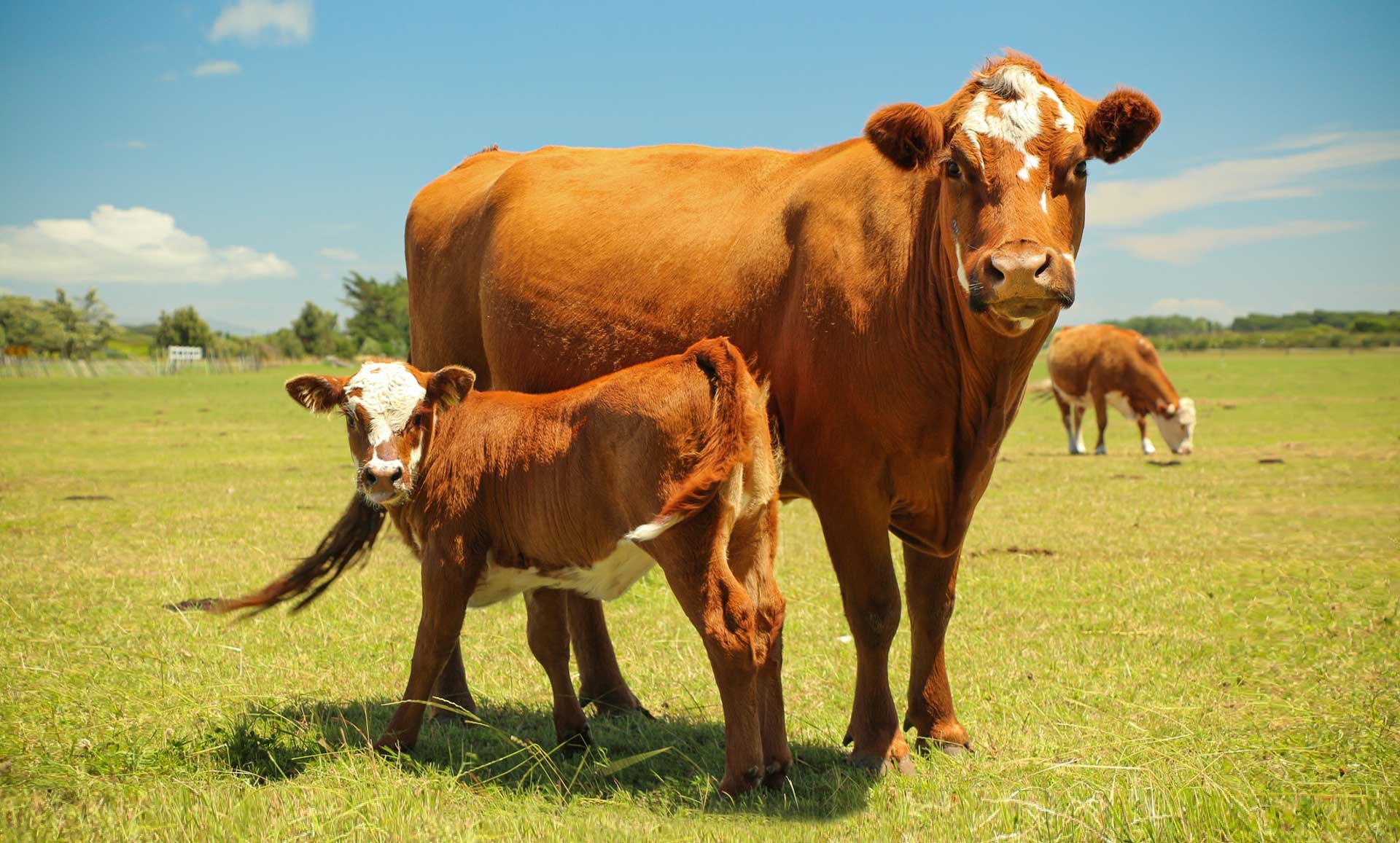 beef cow + calf