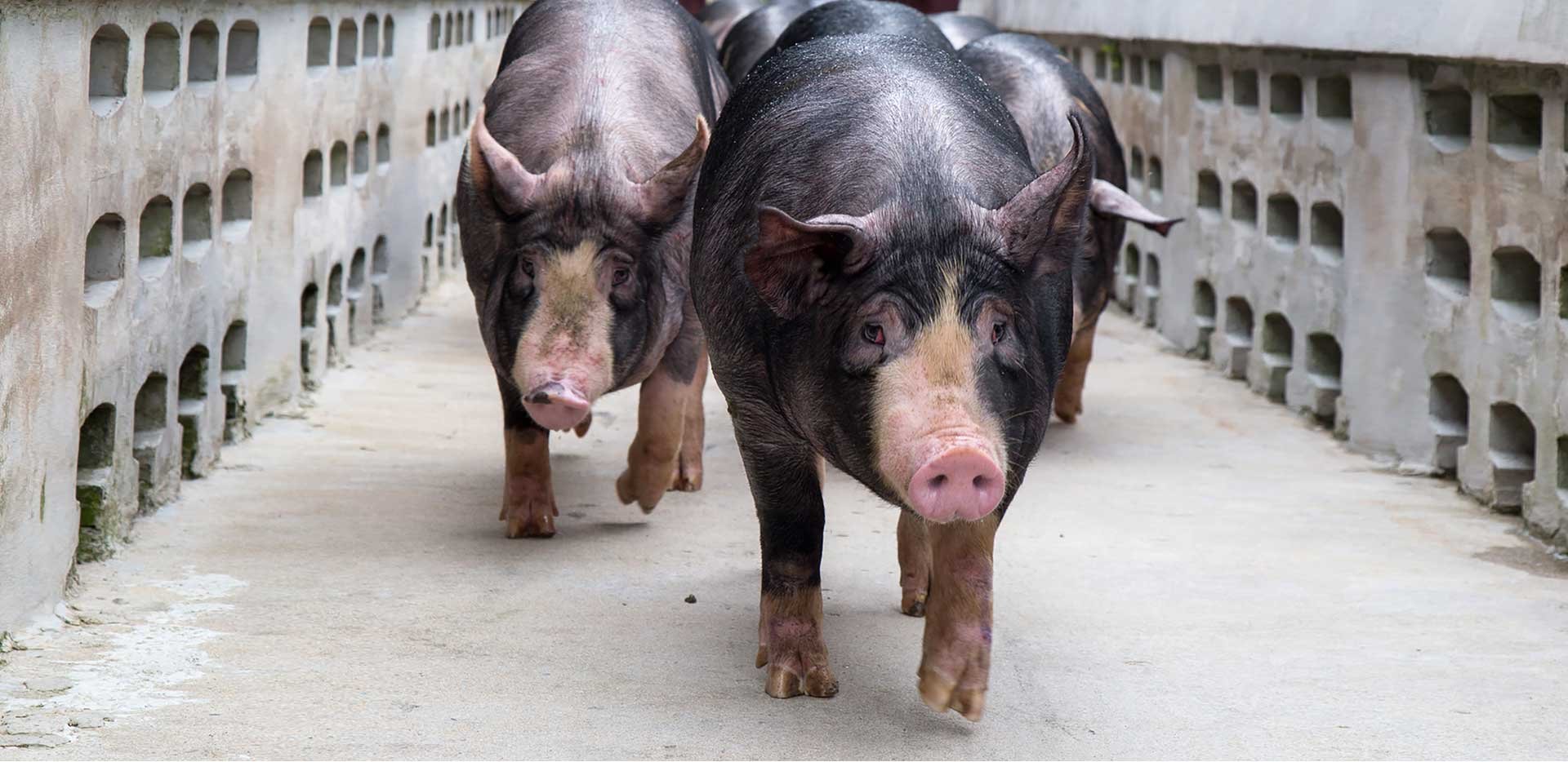 swine reproduction