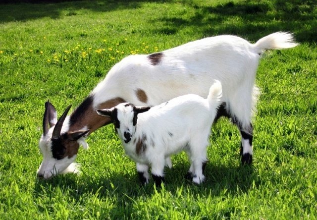 IBEX veterinary ultrasound for camelid reproduction