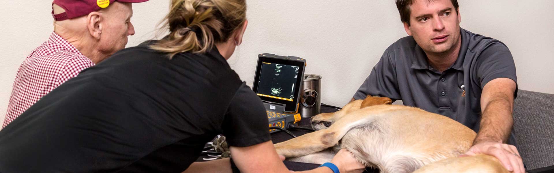 Veterinary ultrasound education