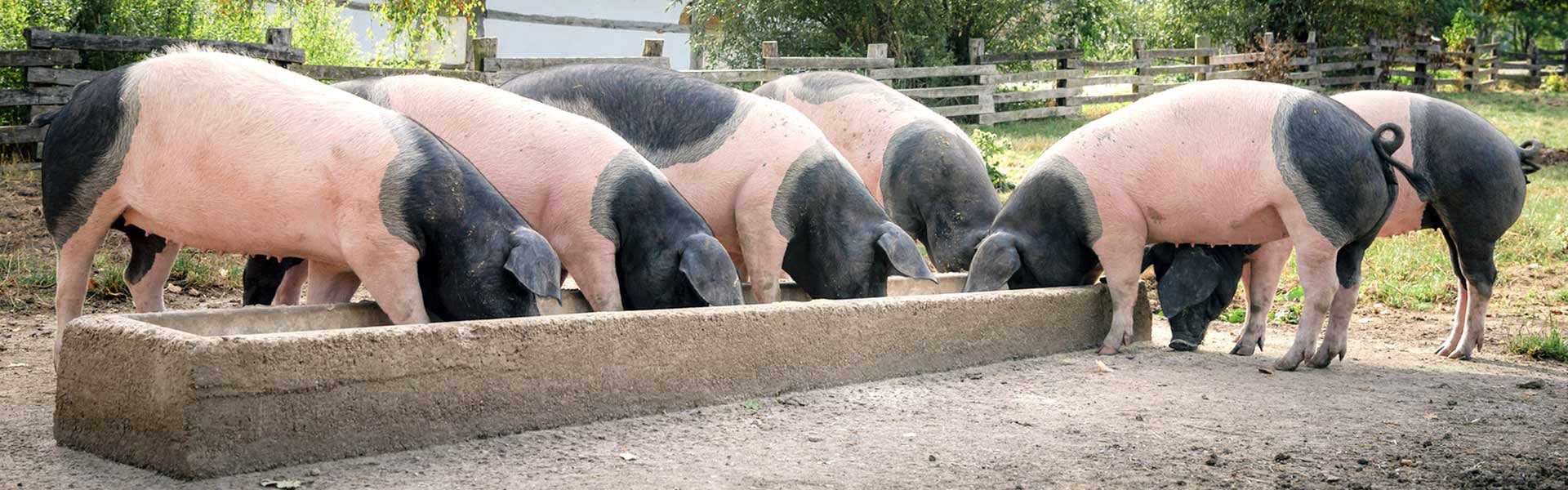 Swine veterinary ultrasound