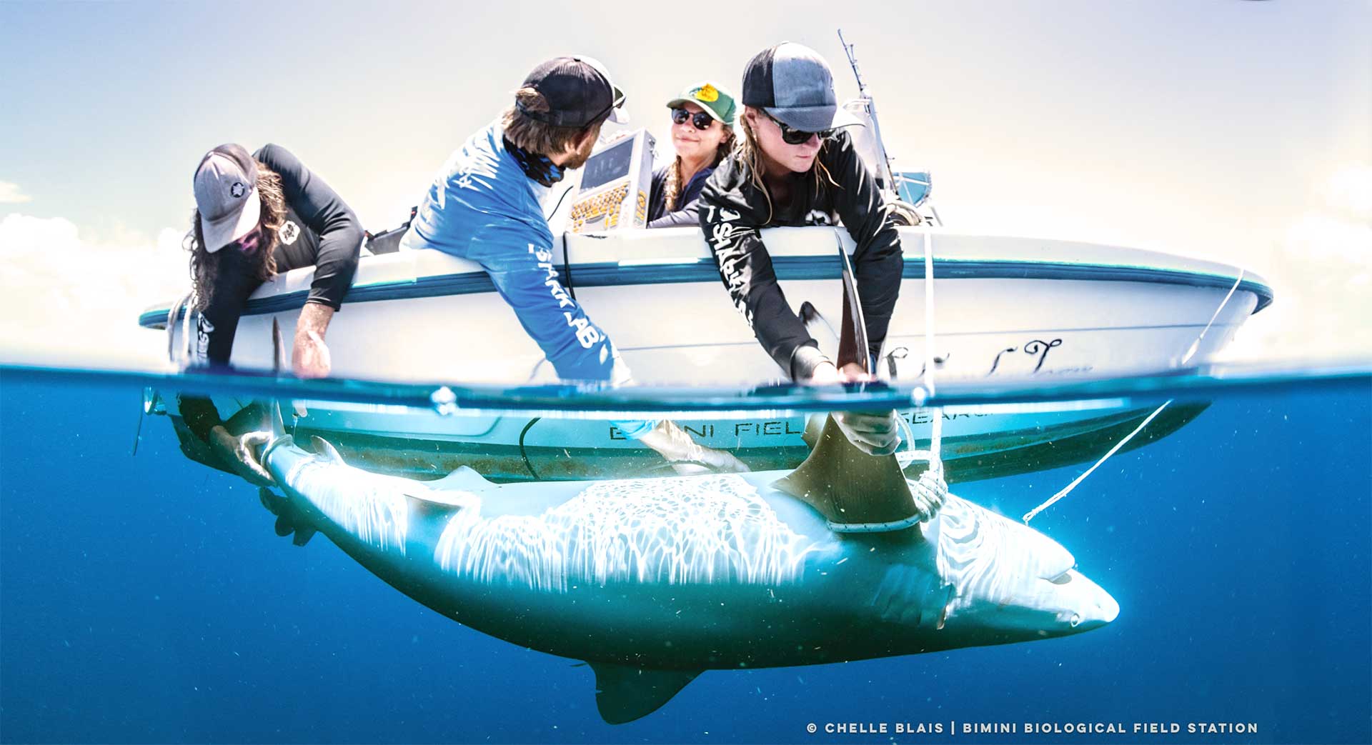 Scanning shark with EVO Aquanaut