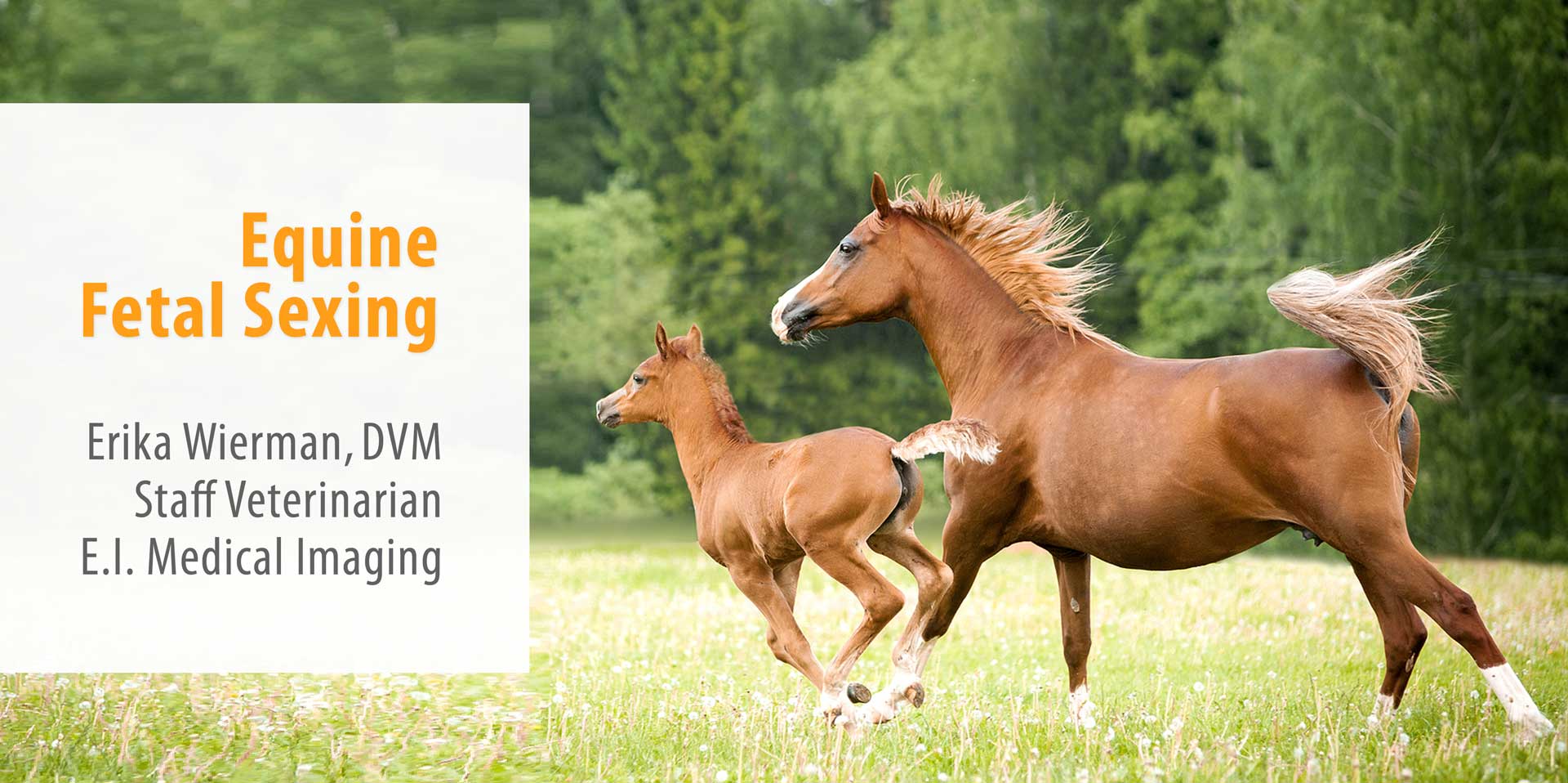 EQUINE-FETAL-SEXING-LP